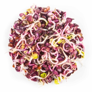 Rzodkiewka, Czerwona Rambo Nasiona na Mikroliście