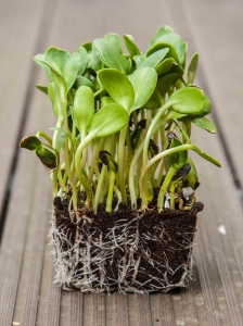 Słonecznik Duży Nasiona na Mikro Liście