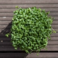 mikrozioła-brokuła-calabrese