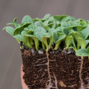 Ogórecznik Nasiona na Mikroliście