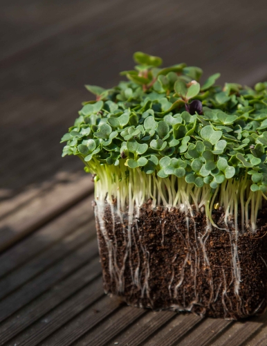 pakchoi-mikro-liście