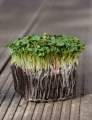 pakchoi-mikro-liście