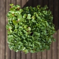 pakchoi-mikro-liście
