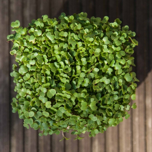 rukola-mikro-liście