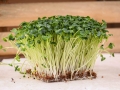 mikroliście rzodkiewki Daikon