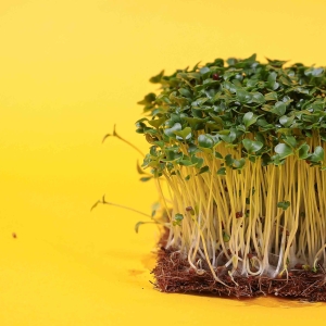 Musztardowiec, Czarny Nasiona na Mikroliście