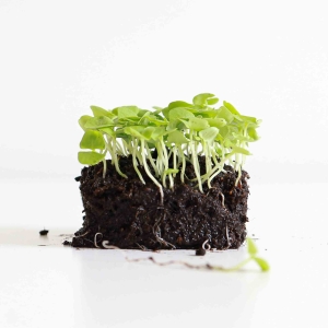 Bazylia, Włoska Nasiona na Mikroliście