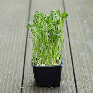 Ciecierzyca Nasiona na Mikroliście