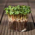 rzodkiewka Daikon