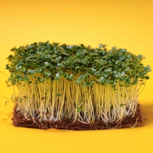 Musztardowiec, Chiński Nasiona na Mikroliście 