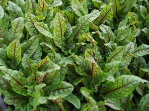 Szczaw Krwisty Nasiona na Mikroliście