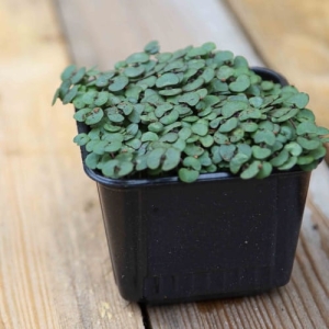 Pachnotka Fioletowa Nasiona na Mikroliście