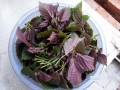 pachnotka-fioletowa-mikroziola.jpg