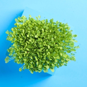 Sałata Nasiona na Mikroliście 