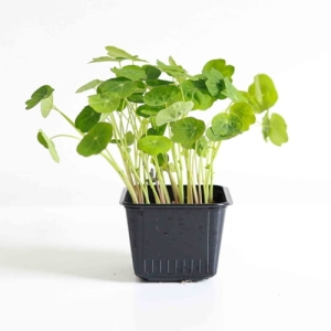 Nasturcja TomThumb Nasiona na Mikroliście