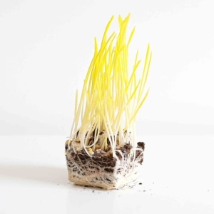 Kukurydza PopCorn Nasiona na Mikroliście 