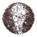 kale red russian seeds