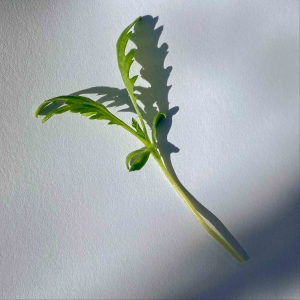 Shungiku Nasiona na Mikroliście