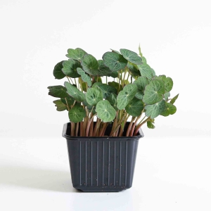 Nasturcja King Theo Nasiona na Mikroliście 