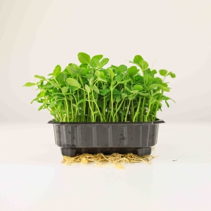 Groch, Dunn Nasiona na Mikroliście 