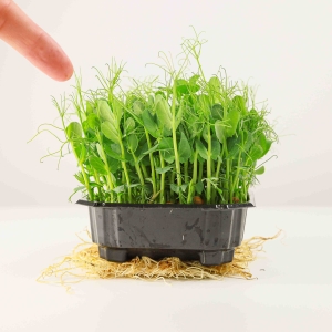 Groch Taiga Nasiona na Mikroliście