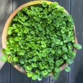 Dichondra-repens-microgreens.jpg