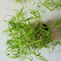 Fennel-Micro-Greens-Seeds.jpg