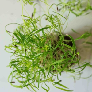 Koper włoski - fenkuł, Nasiona na Mikroliście 