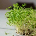 Fennel-Microgreens-Seeds-6916.jpg