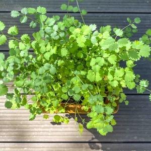 Krwiściąg Nasiona na Mikroliście