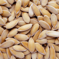 melon-seeds-for-microgreens.png