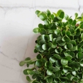 Milk-Thistle-Microgreens-Seeds--9597.jpg
