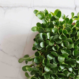 Ostropest, Plamisty Nasiona na Mikroliście