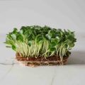 MilkThistle-Micro-greens-seeds-9491.jpg