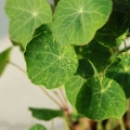 Nasturtium-Tom-Thumb-Alaska-Edible-Leaves.jpg