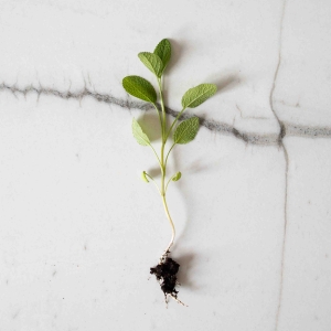 Szałwia Nasiona na Mikroliście 