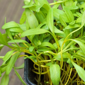 Burak Żółty Nasiona na Mikroliście 