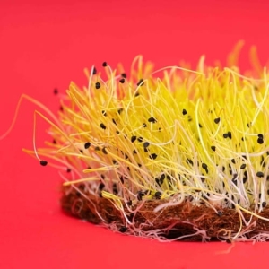 Cebula Nasiona na Mikroliście