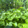 Dichondra-mikroliscie.jpeg