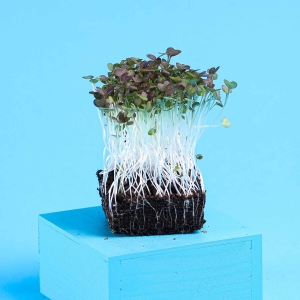 Musztardowiec, Radd Nasiona na Mikroliście 