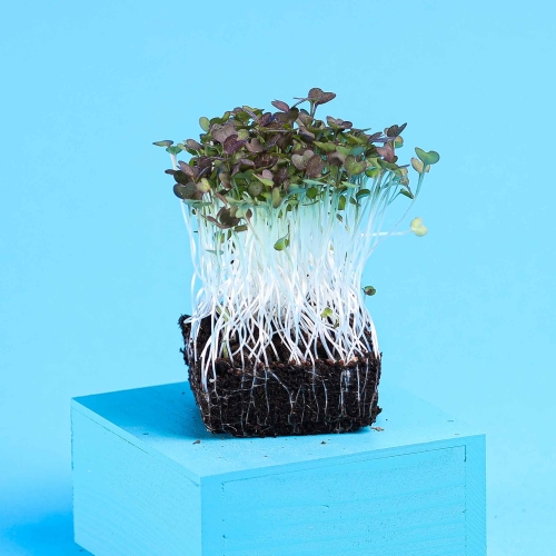 musztardowiec radd mikroliscie