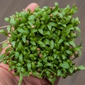 Cilantro-4480