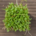 Cilantro-4380