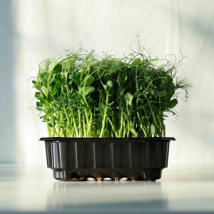 BIO Groch Afilla Nasiona na Mikroliście