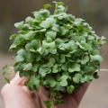 rzodkiewka Daikon mikroliście