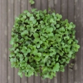 kalarepa-czerwona-mikroliście