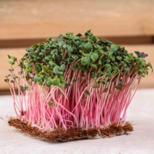 BIO Rzodkiewka, Koralowa Nasiona na Mikroliście