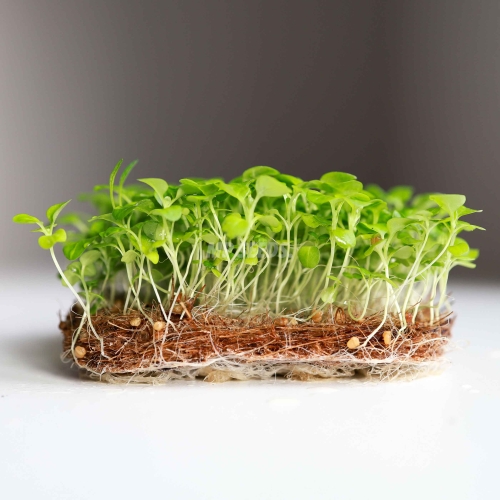 Microgreens-Corn-Salad-Mache-Valerianella-Seeds.jpeg