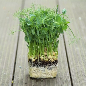 Groch Czepny Nasiona na Mikroliście 