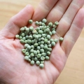 Organiczne-nasiona-mikrolisci-grochu-afilla.webp